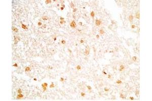 Rat brain tissue stained by Rabbit Anti-NERP-2 (Human) Antibody