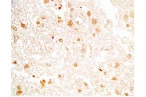 Rat brain tissue stained by Rabbit Anti-NERP-2 (Human) Antibody (NERP-2 anticorps)