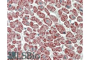 ABIN1049506 (5µg/ml) staining of paraffin embedded Human Heart.