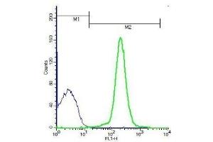 Mouse thymocytes probed with Rabbit Anti-LSP1 (Ser204) Polyclonal Antibody, Unconjugated .