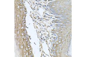 Immunohistochemistry of paraffin-embedded mouse skin using CALU antibody (ABIN5973922) at dilution of 1/100 (40x lens). (CALU anticorps)