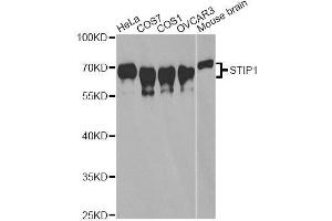 Western blot analysis of extracts of various cell lines, using STIP1 antibody. (STIP1 anticorps  (AA 1-300))