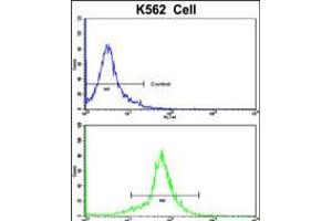 Flow cytometric analysis of K562 cells using PCM-1 Antibody (bottom histogram) compared to a negative control cell (top histogram). (PCM1 anticorps  (C-Term))