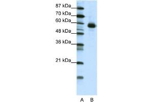 WB Suggested Anti-NFIL3 Antibody Titration:  1. (NFIL3 anticorps  (N-Term))