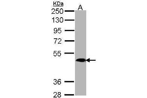WB Image Sample (30 ug of whole cell lysate) A: H1299 10% SDS PAGE antibody diluted at 1:1000 (MRGPRX4 anticorps  (C-Term))