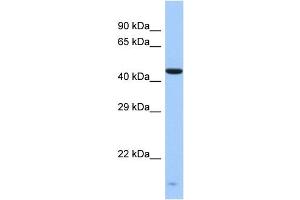 Host:  Rabbit  Target Name:  ZNF701  Sample Type:  Fetal Liver lysates  Antibody Dilution:  1. (ZNF701 anticorps  (Middle Region))