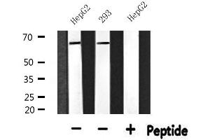 Western blot analysis of extracts from HepG2 and 293, using CALR Antibody. (Calreticulin anticorps  (N-Term))