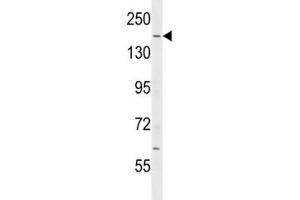IQGAP2 antibody western blot analysis in mouse testis tissue lysate.