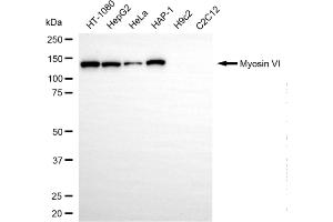 Western blotting analysis using myosin VI antibody (ABIN7799523).
