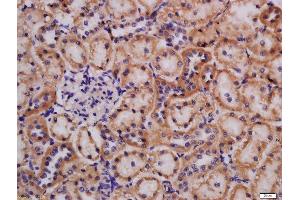 Formalin-fixed and paraffin embedded rat kidney labeled with Rabbit Anti-Lpin1 protein Polyclonal Antibody, Unconjugated  at 1:200 followed by conjugation to the secondary antibody and DAB staining