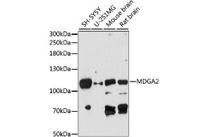 Western blot analysis of extracts of various cell lines, using MDGA2 antibody (ABIN6294053) at 1:1000 dilution.