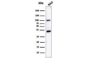 Western Blot Analysis of Raji cell lysate using CD20 Mouse Monoclonal Antibody (L26). (CD20 anticorps)