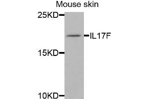 Western blot analysis of extracts of mouse skin cells, using IL17F antibody.