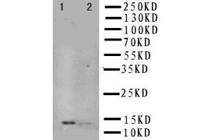 Anti-NGF antibody, Western blotting Lane 1: Recombinant Human NGFB Protein 10ng Lane 2: Recombinant Human NGFB Protein 5ng