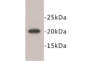Western Blotting (WB) image for anti-Geminin, DNA Replication Inhibitor (GMNN) antibody (ABIN1843722)