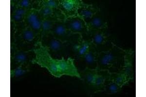 Immunofluorescence (IF) image for anti-Vascular Cell Adhesion Molecule 1 (VCAM1) antibody (ABIN1497155)