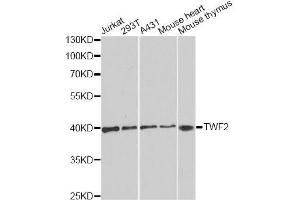 Western blot analysis of extracts of various cell lines, using TWF2 antibody. (TWF2 anticorps  (AA 1-369))