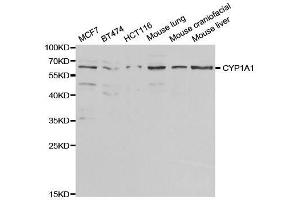 Western blot analysis of extracts of various cell lines, using CYP1A1 antibody.