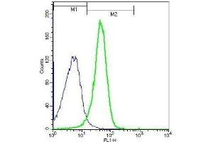 Mouse splenocytes probed with Rabbit Anti-GPR43 Polyclonal Antibody, Unconjugated .