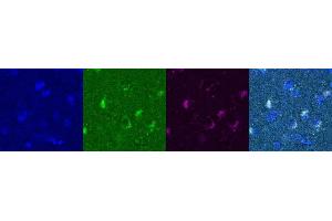 Immunohistochemistry (IHC) image for anti-Somatostatin (SST) antibody (ABIN7456208)