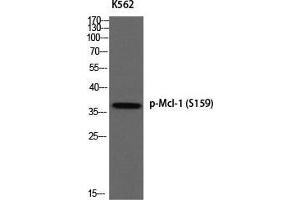 Western Blot (WB) analysis of K562 using p-Mcl-1 (S159) antibody. (MCL-1 anticorps  (pSer159))