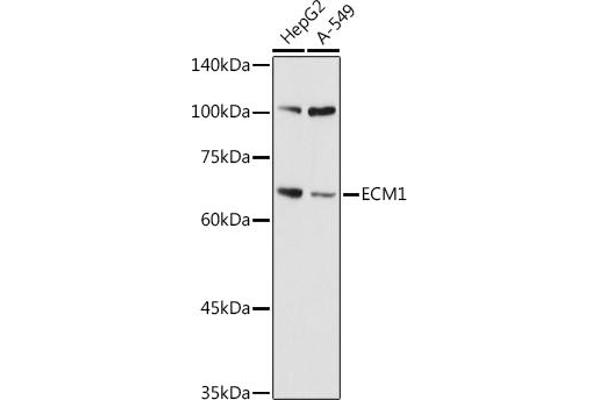 ECM1 Anticorps