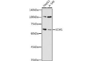 Western blot analysis of extracts of various cell lines, using ECM1 antibody (ABIN7267071) at 1:1000 dilution. (ECM1 anticorps  (AA 150-250))