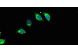 Immunofluorescent analysis of A549 cells using ABIN7168091 at dilution of 1:100 and Alexa Fluor 488-congugated AffiniPure Goat Anti-Rabbit IgG(H+L) (Riboflavin Kinase anticorps  (AA 1-154))
