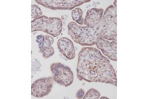 Immunohistochemical analysis of (ABIN388095 and ABIN2846147) on paraffin-embedded Human placenta tissue. (Bcl-2 anticorps  (AA 75-110))