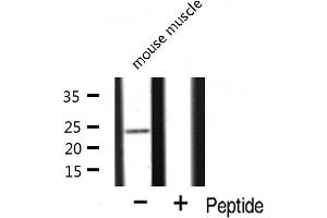Western blot analysis of MRPL12 expression in mouse muscle lysate.