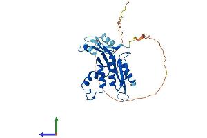 AlphaFold protein structure predicition of Mouse Recombinant Rnaseh1 Protein, UniprotID O70338