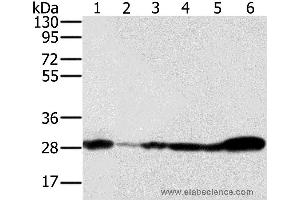 Western blot analysis of 293T, NIH/3T3, Raw264. (NDUFS3 anticorps)