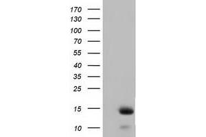 Western Blotting (WB) image for anti-Follicle Stimulating Hormone, beta Polypeptide (FSHB) antibody (ABIN1498315) (FSHB anticorps)