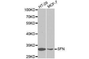 Western blot analysis of extracts of various cell lines, using SFN antibody. (14-3-3 sigma/SFN anticorps  (AA 1-248))