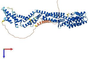 AlphaFold protein structure predicition of Human Recombinant TNFAIP2 Protein, UniprotID Q03169