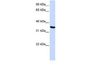 Western Blotting (WB) image for anti-Developmental Pluripotency Associated 2 (DPPA2) antibody (ABIN2459554) (DPPA2 anticorps)