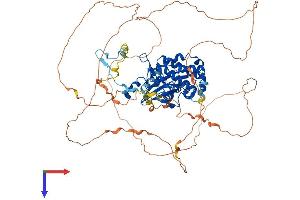 AlphaFold protein structure predicition of Mouse Recombinant Pak5 Protein, UniprotID Q8C015