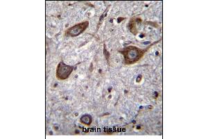 GRIA4 Antibody (Center) (ABIN656865 and ABIN2846069) immunohistochemistry analysis in formalin fixed and paraffin embedded human brain tissue followed by peroxidase conjugation of the secondary antibody and DAB staining. (GRIA4 anticorps  (AA 296-325))
