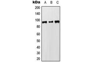 Western blot analysis of MCM8 expression in HEK293T (A), Raw264. (MCM8 anticorps  (C-Term))