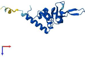 AlphaFold protein structure predicition of Human Recombinant RPL26L1 Protein, UniprotID Q9UNX3