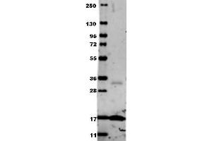 Image no. 2 for anti-Tumor Necrosis Factor alpha (TNF alpha) antibody (ABIN799618) (TNF alpha anticorps)