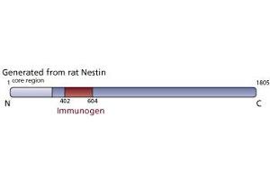 Image no. 1 for anti-Nestin (NES) (AA 402-604) antibody (ABIN968629) (Nestin anticorps  (AA 402-604))