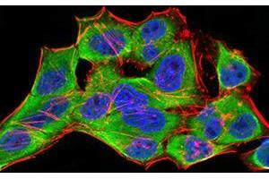 Immunofluorescence analysis of Hela cells using YWHAB mouse mAb (green).
