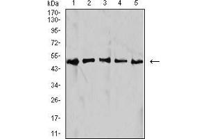 Western blot analysis using IDH1 mouse mAb against HepG2 (1), NIH/3T3 (2), C2C12 (3), COS7 (4), and SW480 (5) cell lysate. (IDH1 anticorps  (AA 156-298))