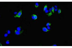 Immunofluorescent analysis of MCF-7 cells using ABIN7148457 at dilution of 1:100 and Alexa Fluor 488-congugated AffiniPure Goat Anti-Rabbit IgG(H+L)