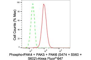 Flow cytometric analysis of Phospho-PAK4 + PAK5 + PAK6 (S474 + S560 + S602) expression in H9c2 cells using Phospho-PAK4 + PAK5 + PAK6 (S474 + S560 + S602) antibody (ABIN7799729), 1:2,000). (Recombinant PAK4/PAK5/PAK6 (pSer474), (pSer560), (pSer602) anticorps)