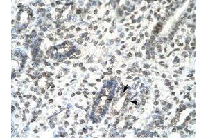 Image no. 1 for anti-T-Bet (AA 338-387) antibody (ABIN6735814)