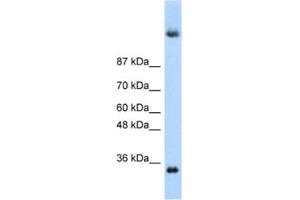 Western Blotting (WB) image for anti-Deleted In Azoospermia 4 (DAZ4) antibody (ABIN2462067) (DAZ4 anticorps)