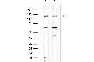 anti-Cingulin (CGN) antibody