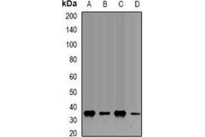 Western blot analysis of Fibrillarin expression in Hela (A), U20S (B), COS7 (C), PC12 (D) whole cell lysates.
